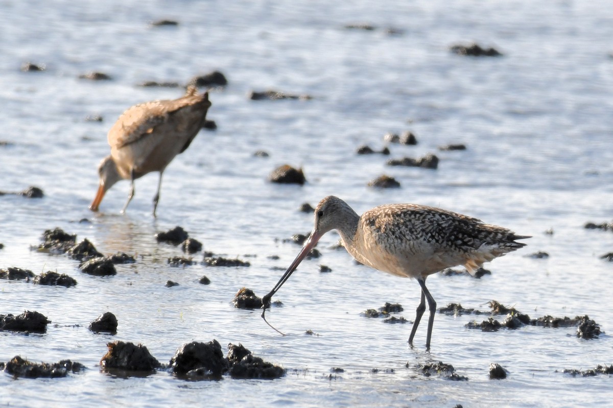 Marbled Godwit - ML167549911
