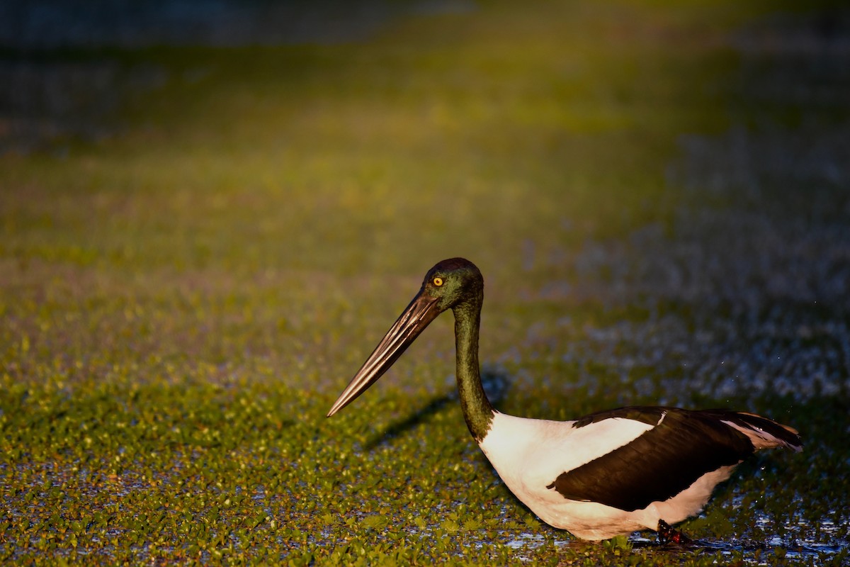 Black-necked Stork - Fred Booker Malcolm