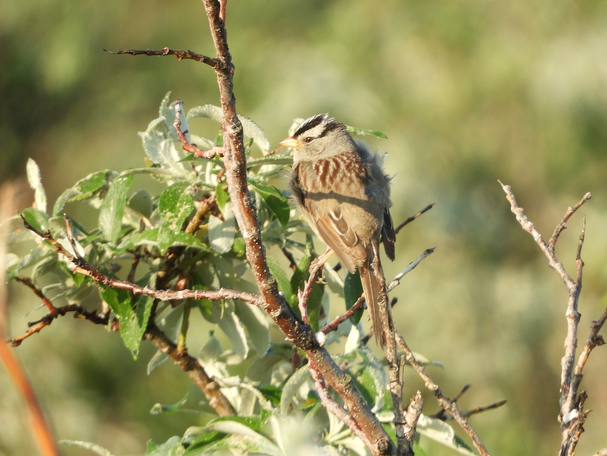White-crowned Sparrow - ML167550941