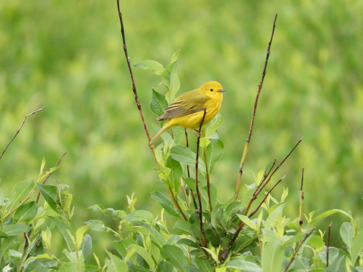 Paruline jaune - ML167551251