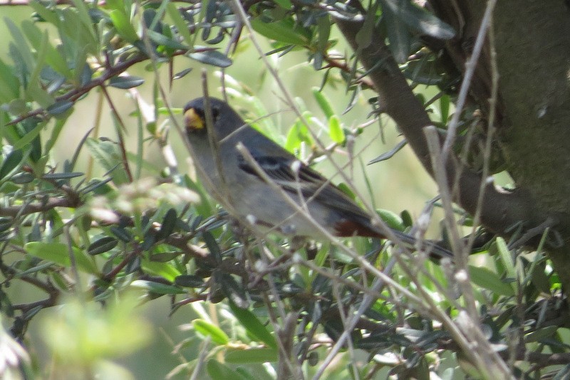 Band-tailed Seedeater - ML167551971