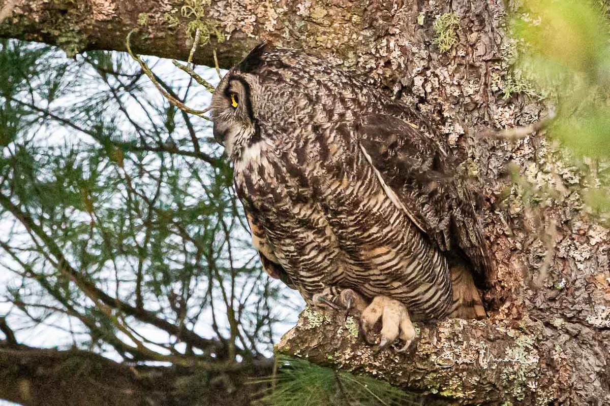 Great Horned Owl - ML167553841