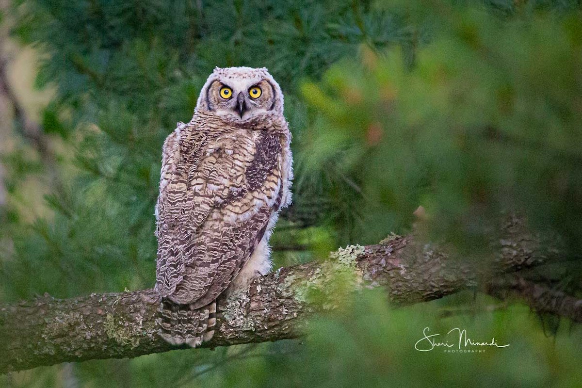 Great Horned Owl - ML167553851
