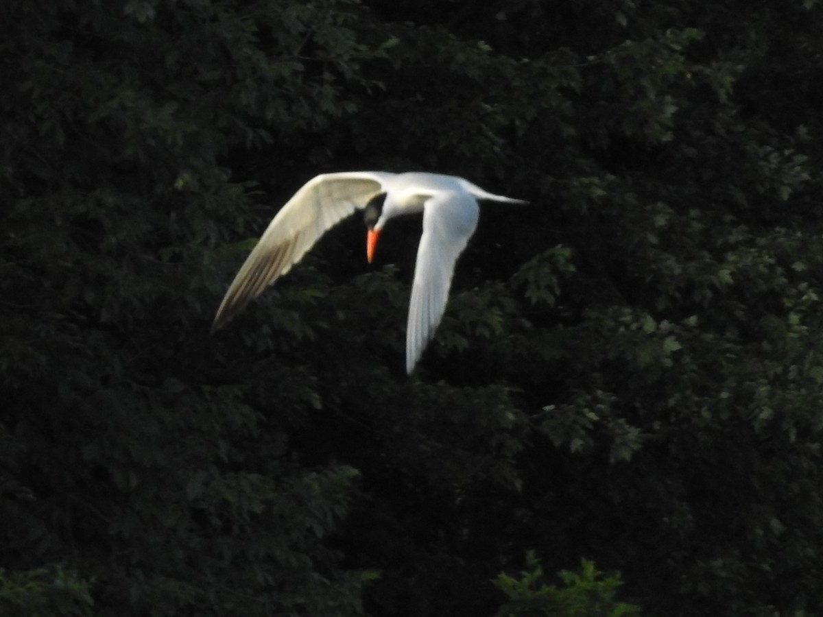 Caspian Tern - ML167554421