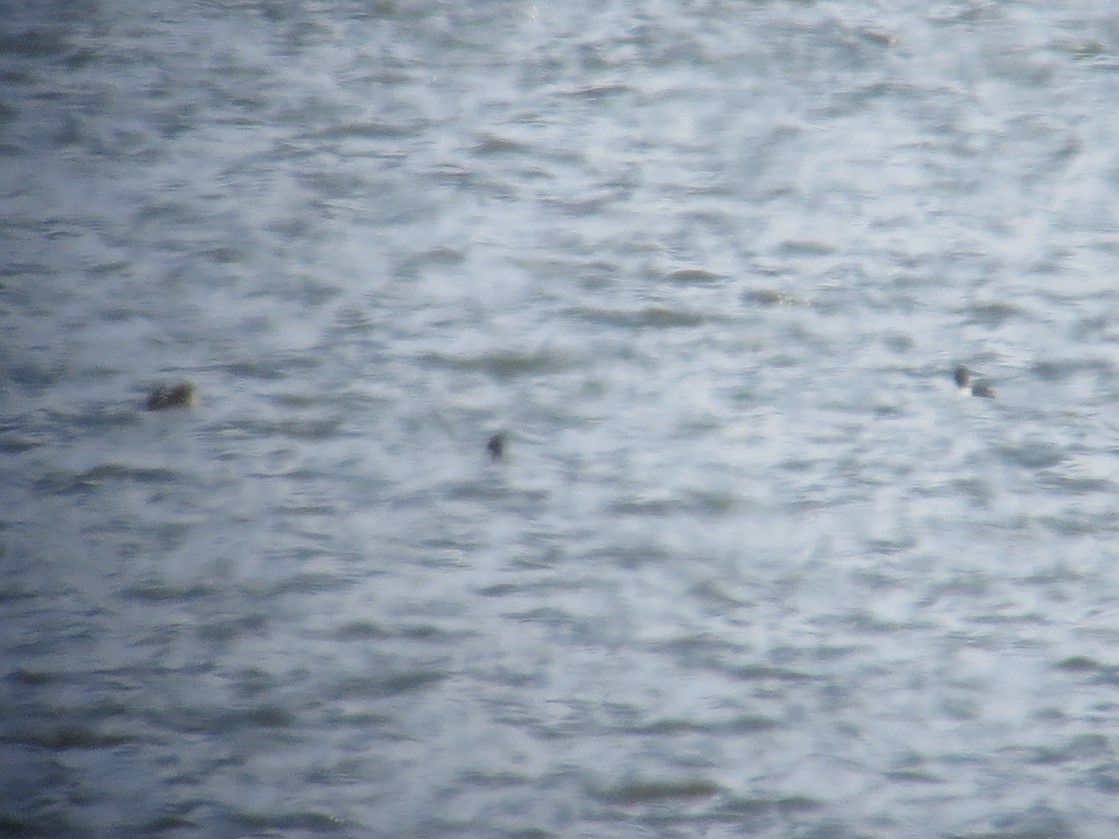 Lesser Scaup - Kathy Mihm Dunning