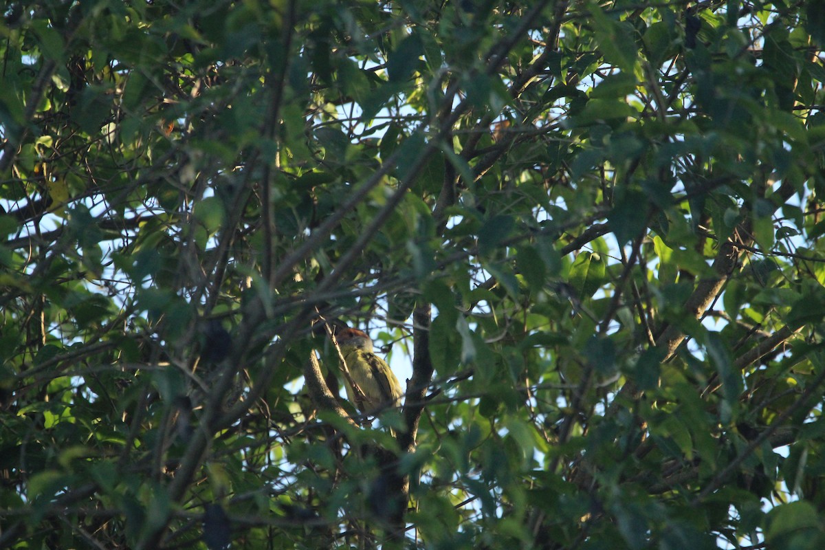 Краснобровый попугаевый виреон [группа gujanensis] - ML167554801