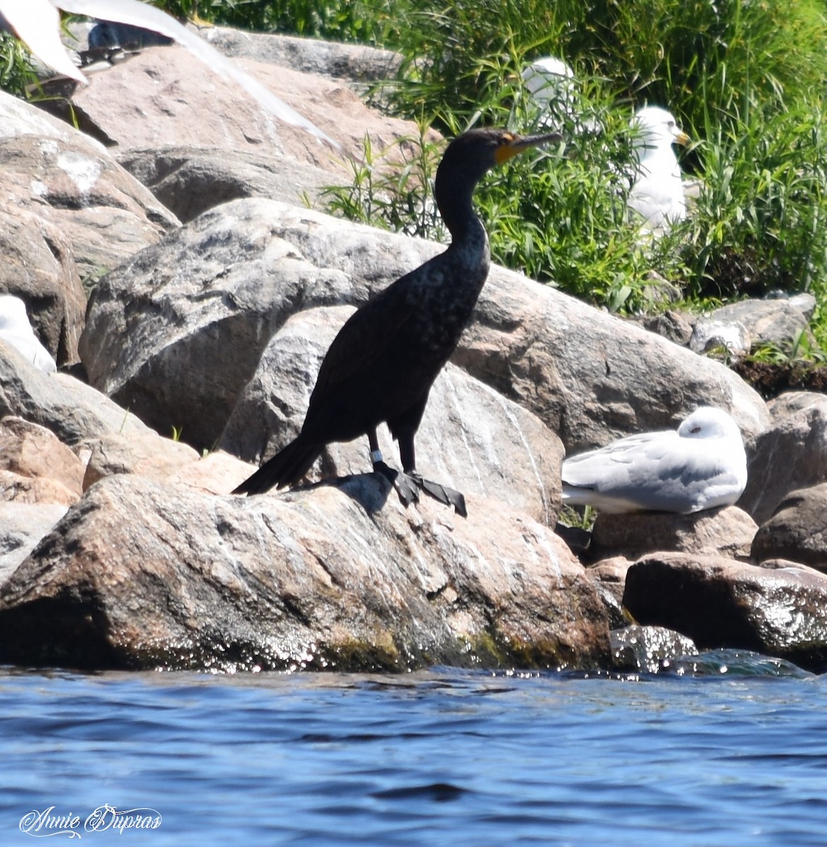 Ubarroi belarriduna - ML167555401