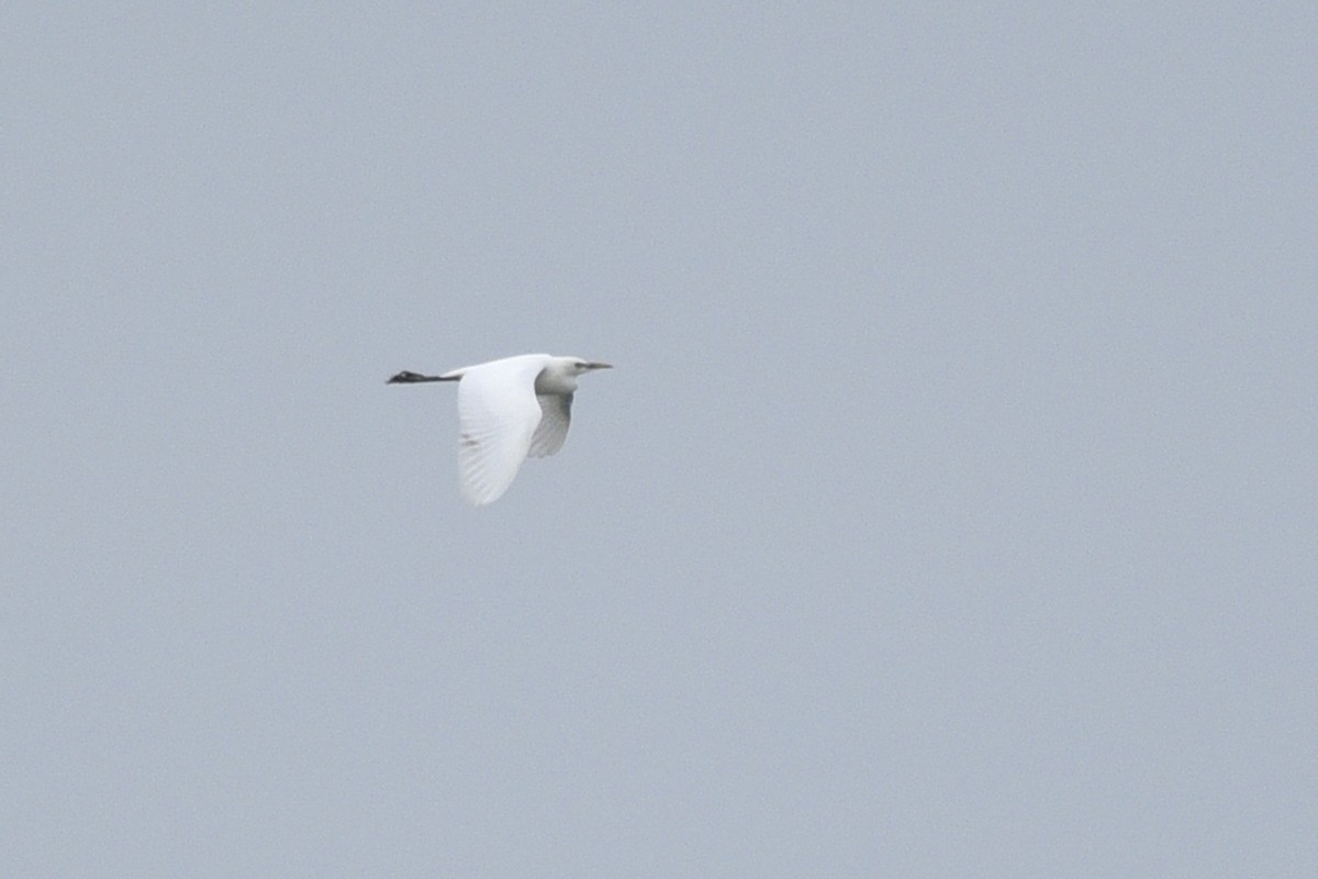 Western Cattle Egret - ML167555841