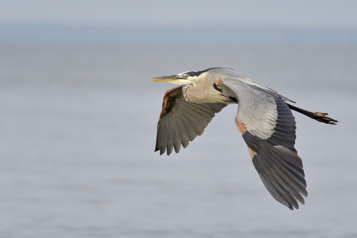 Great Blue Heron (Great Blue) - ML167556031