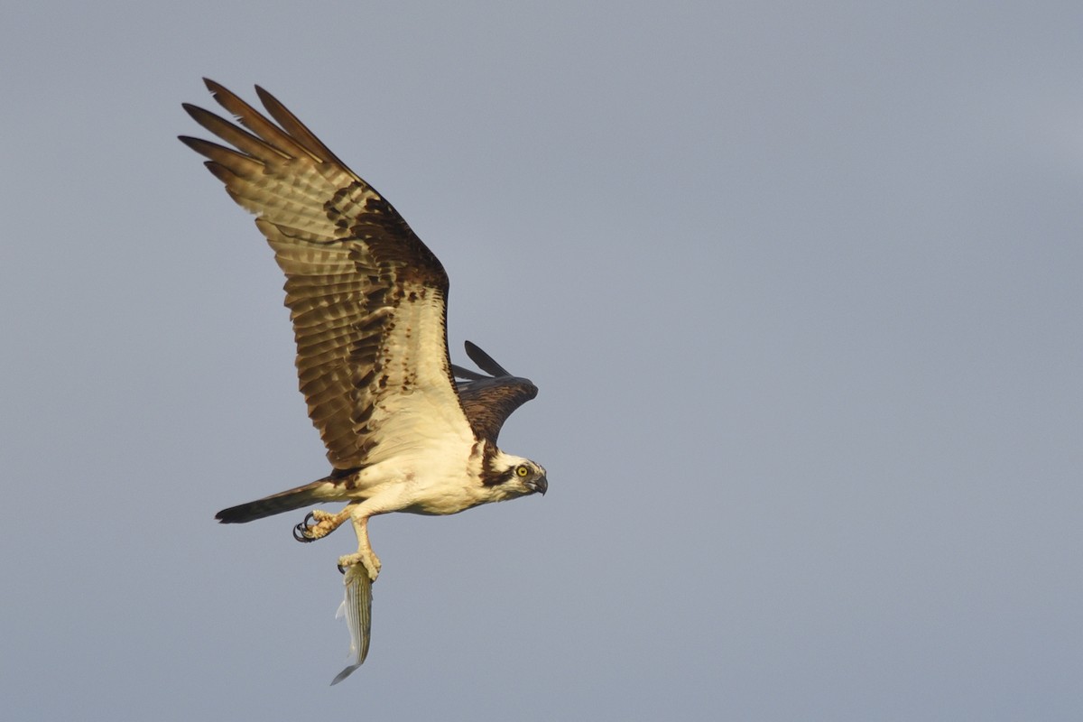 Osprey - Daniel Irons