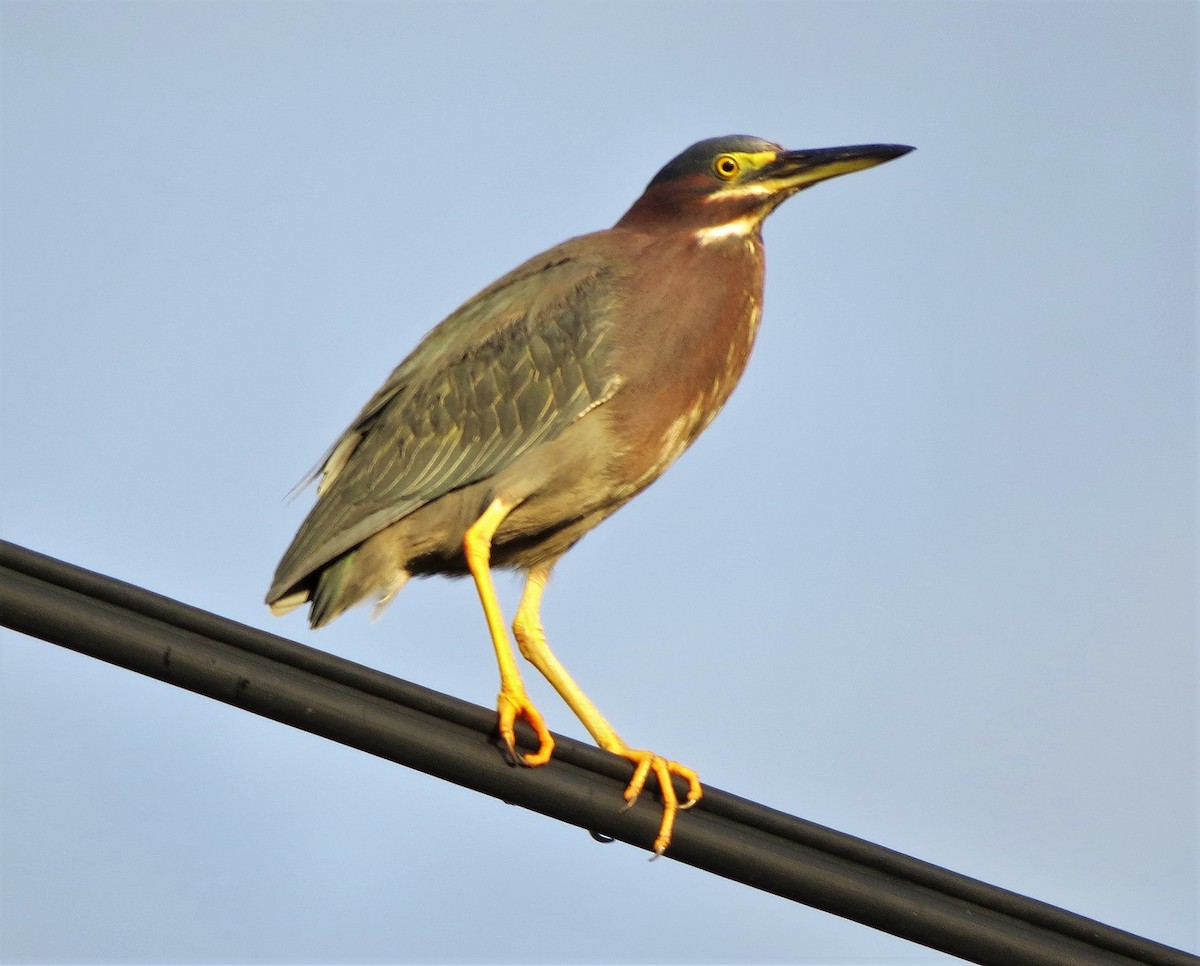 Green Heron - ML167557791