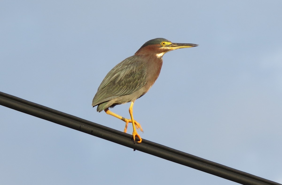 Green Heron - ML167559281