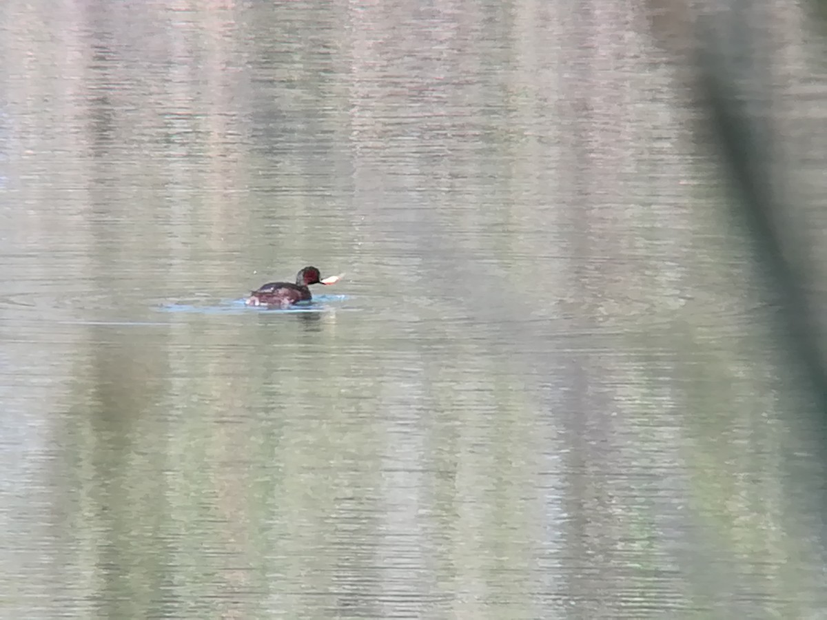 Little Grebe - Nelson Conceição