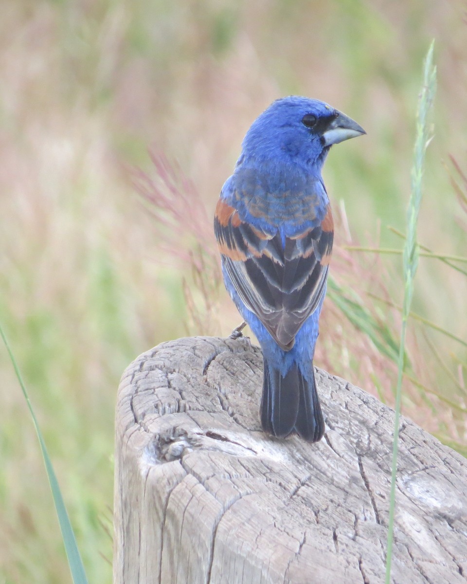 Blue Grosbeak - ML167560141