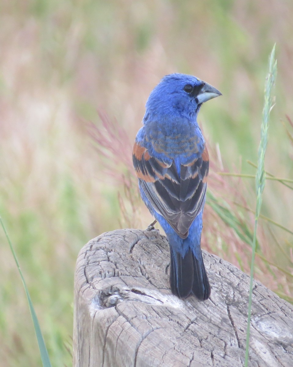 Blue Grosbeak - ML167560161