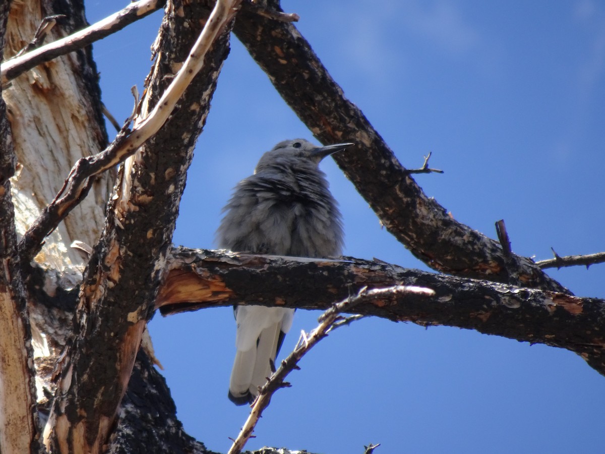 Clark's Nutcracker - ML167560251