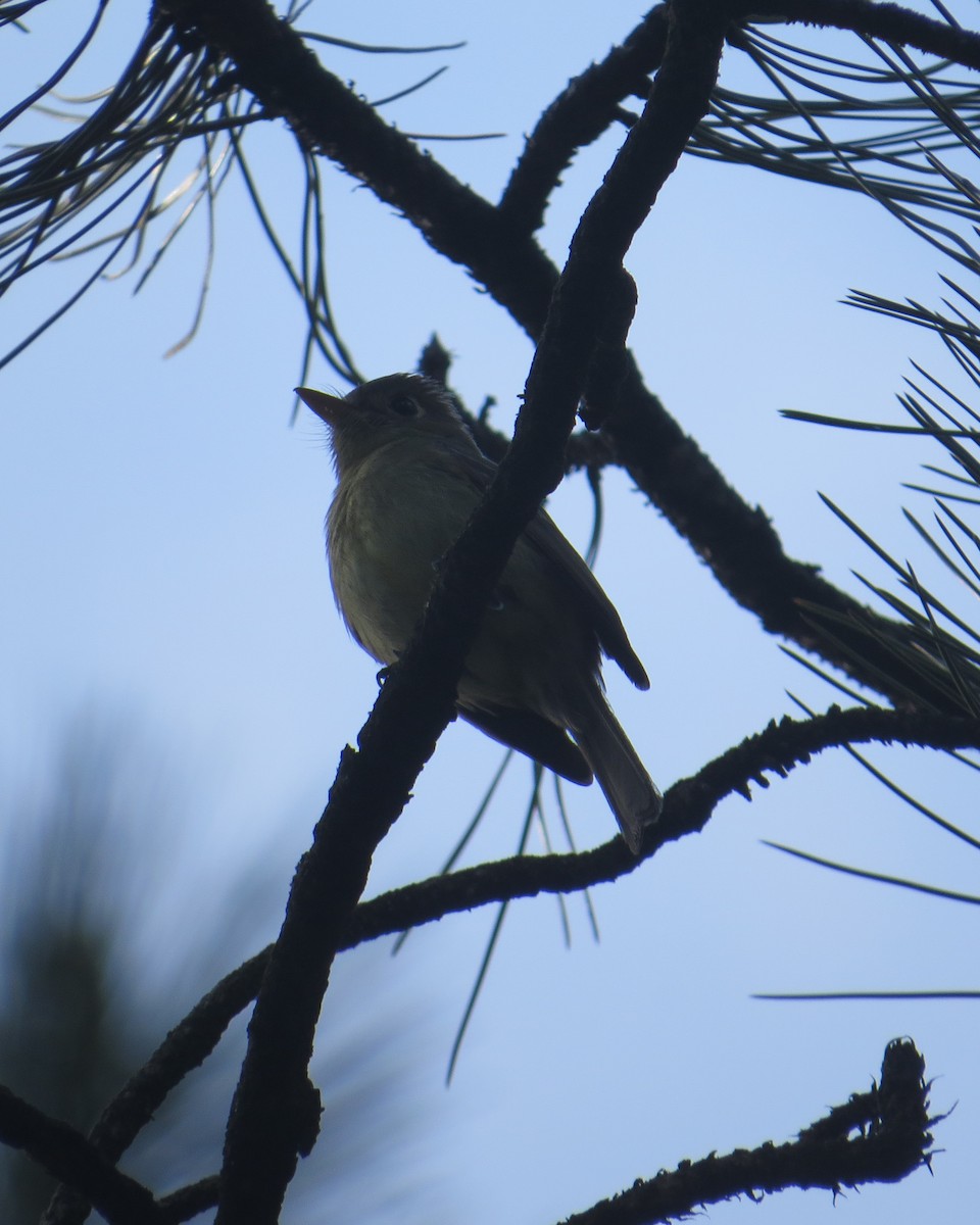 Western Flycatcher (Cordilleran) - ML167560291