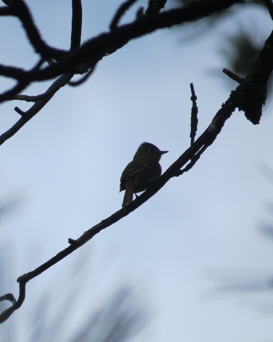 Western Flycatcher (Cordilleran) - ML167560321