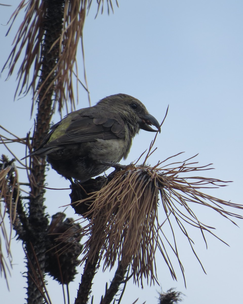 Red Crossbill - ML167560391