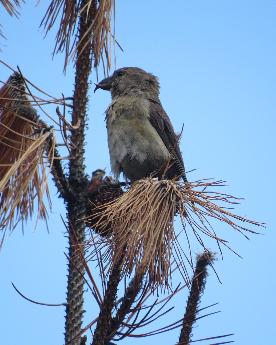 Red Crossbill - ML167560401