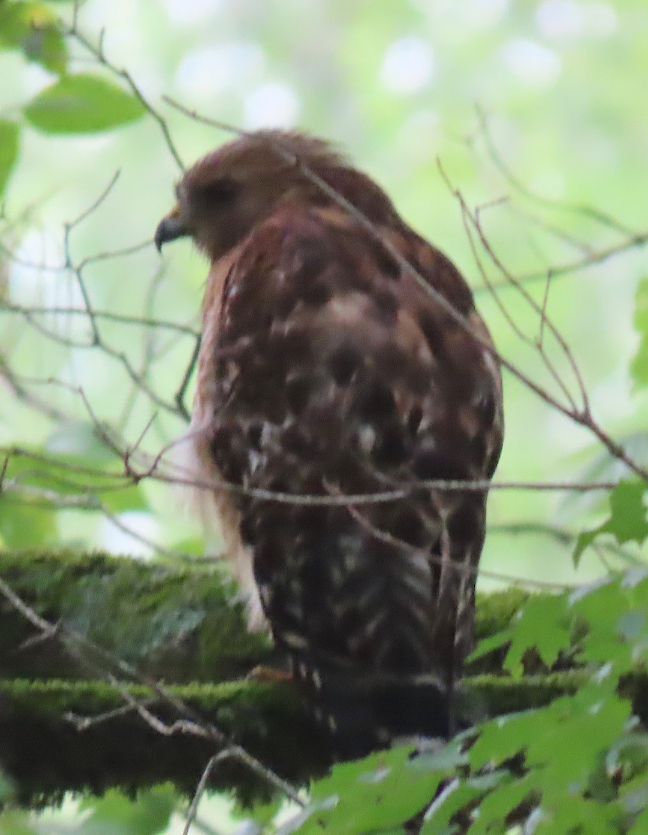 Red-shouldered Hawk - Lori White