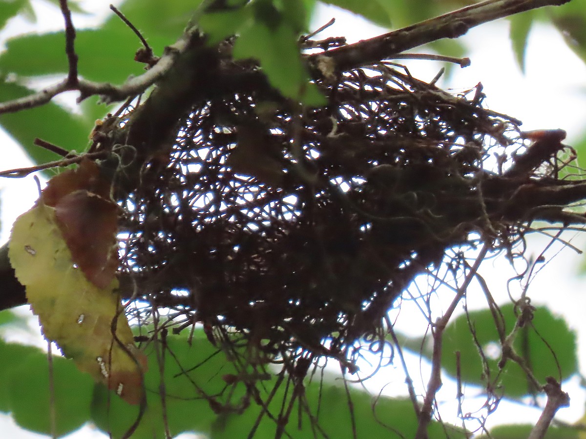 Acadian Flycatcher - Lori White