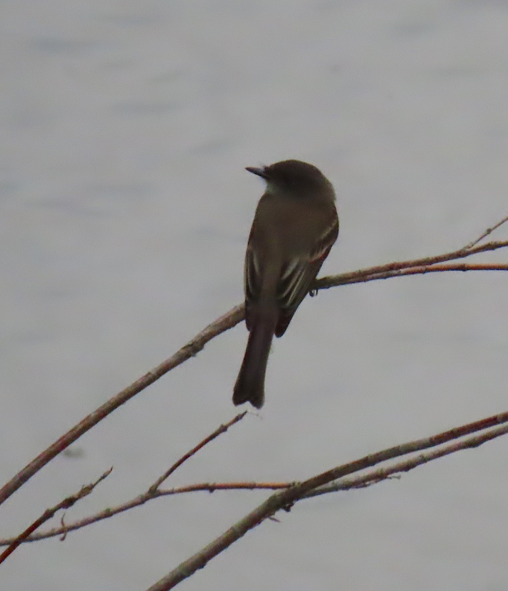 Eastern Phoebe - Lori White