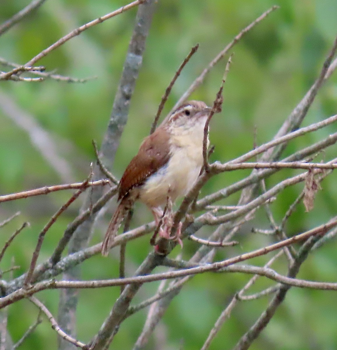 Carolina Wren - ML167560661