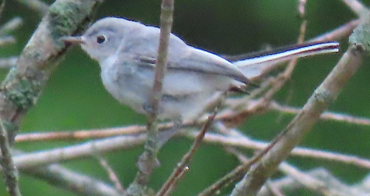 Blue-gray Gnatcatcher - ML167560691