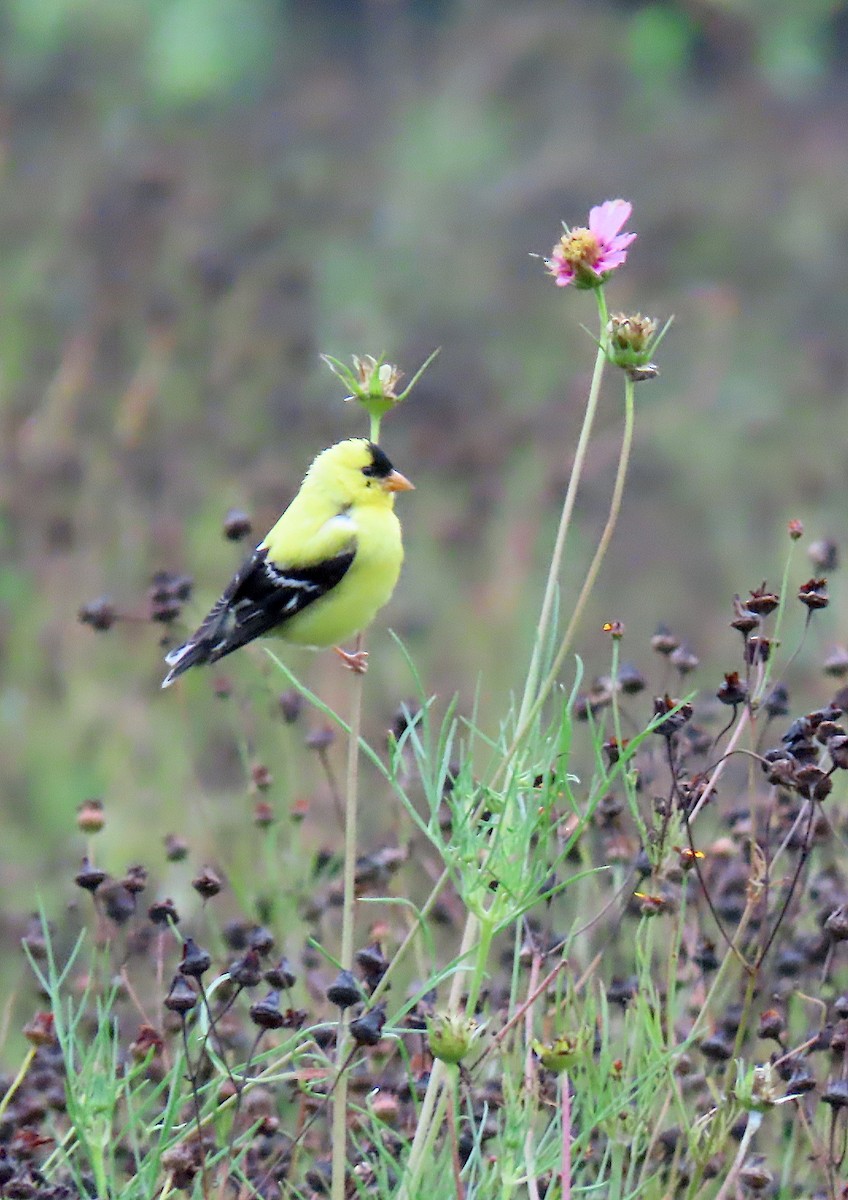 American Goldfinch - ML167560731