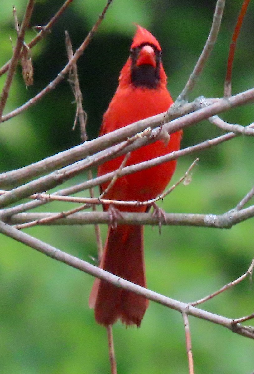 Northern Cardinal - Lori White