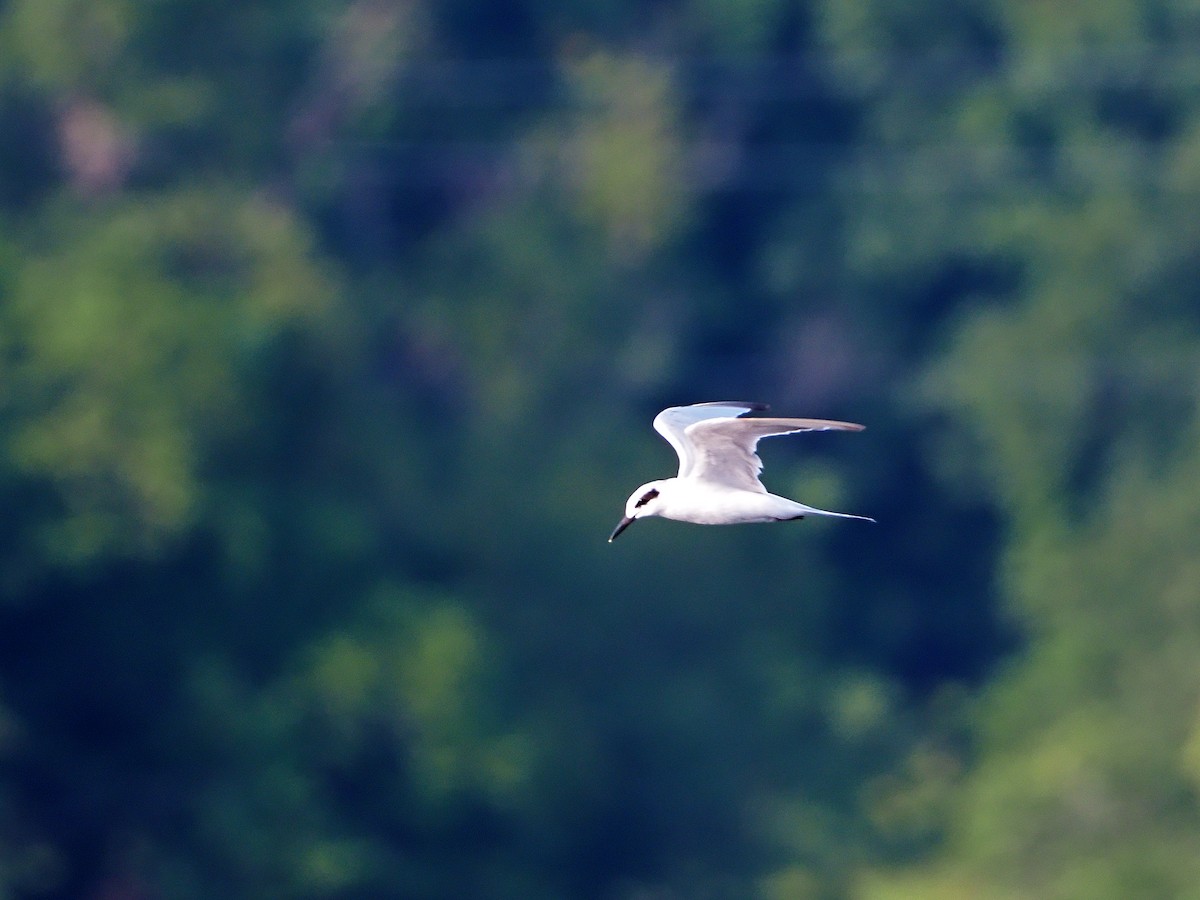 Forster's Tern - ML167560971