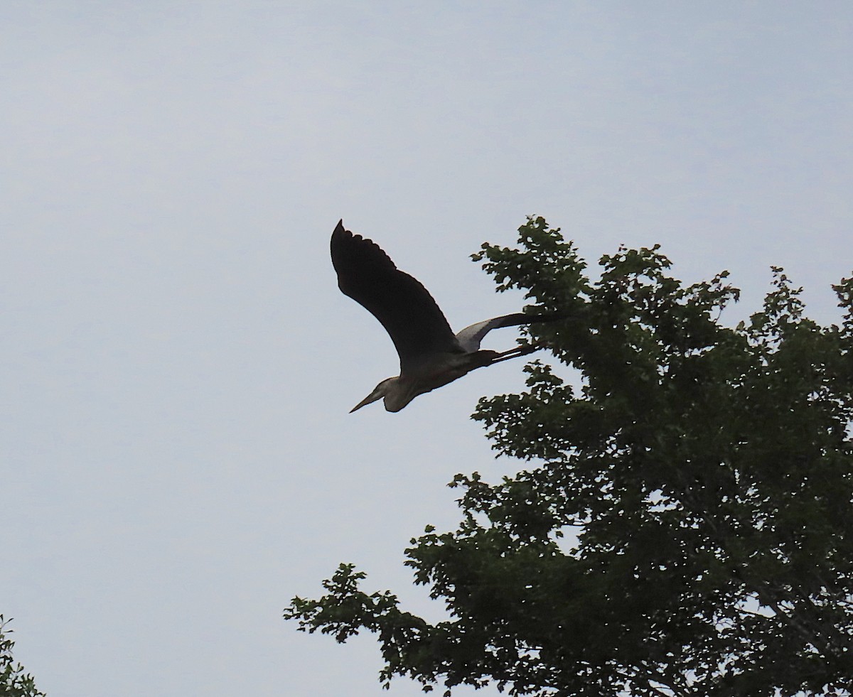 Great Blue Heron - ML167561031