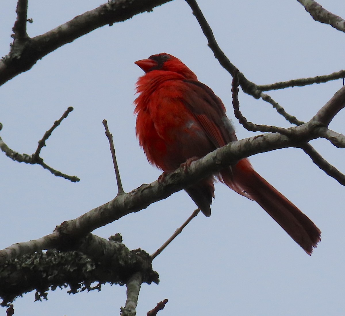 Northern Cardinal - Lori White