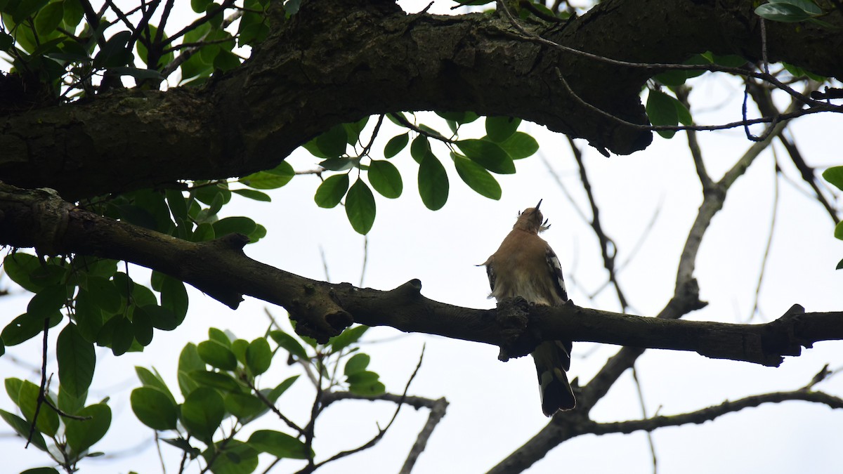 ヤツガシラ - ML167561521