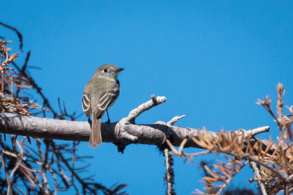 Dusky Flycatcher - ML167561571