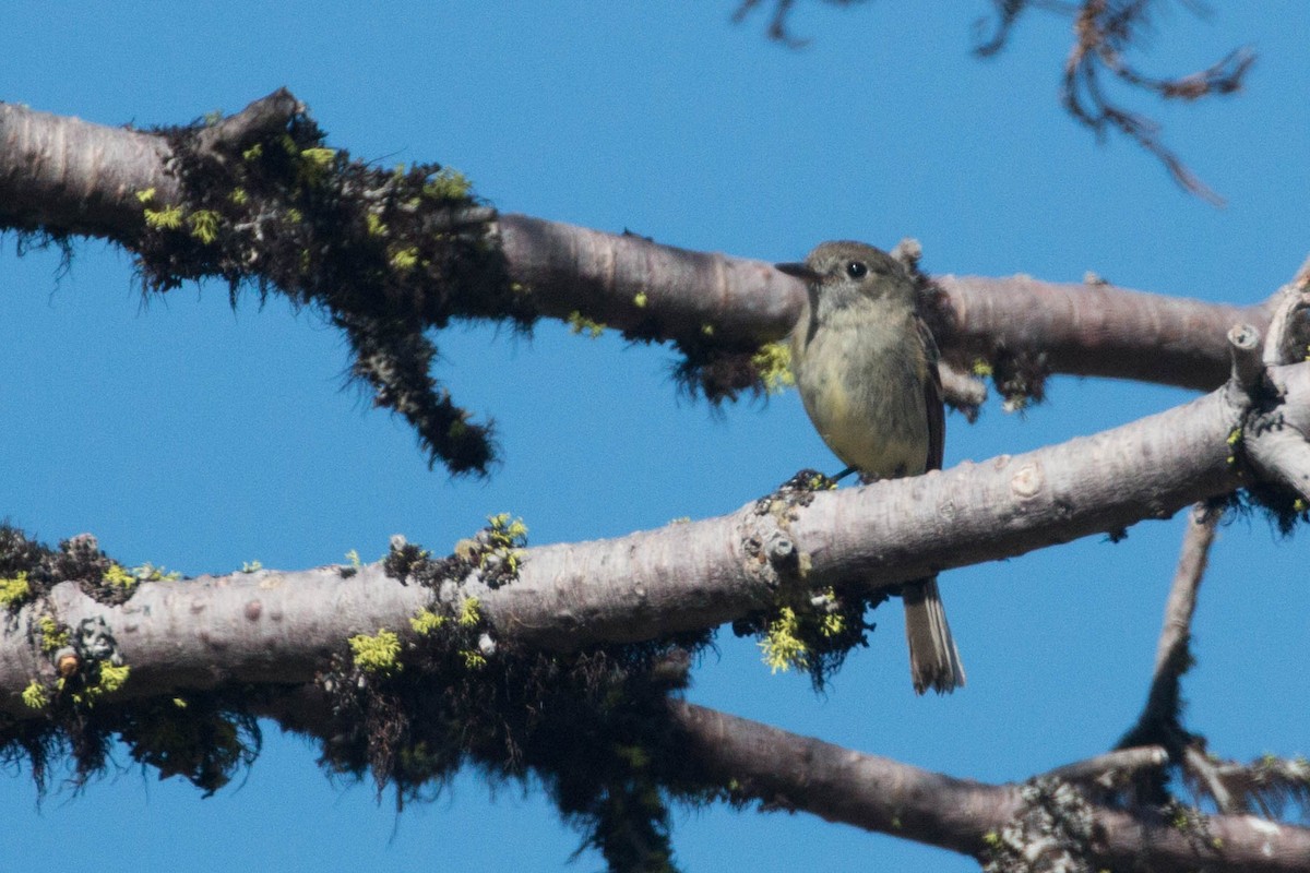 Dusky Flycatcher - Tanner Martin