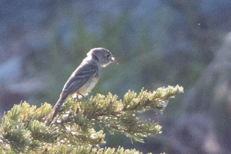 Gray Flycatcher - ML167561671