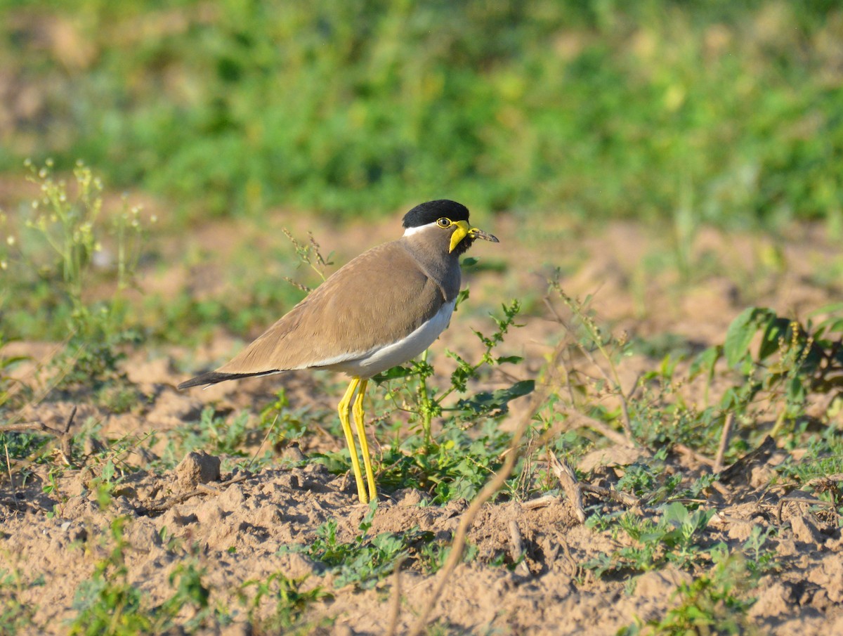 Yellow-wattled Lapwing - ML167561861