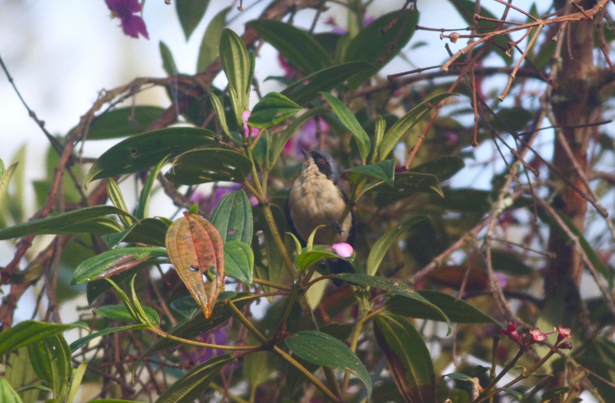 Fawn-breasted Tanager - ML167564581