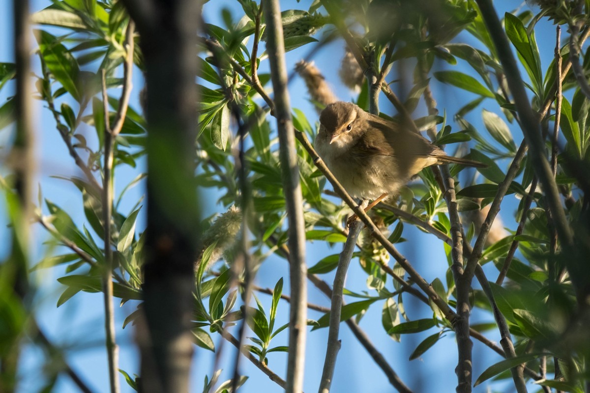 Radde's Warbler - ML167564621