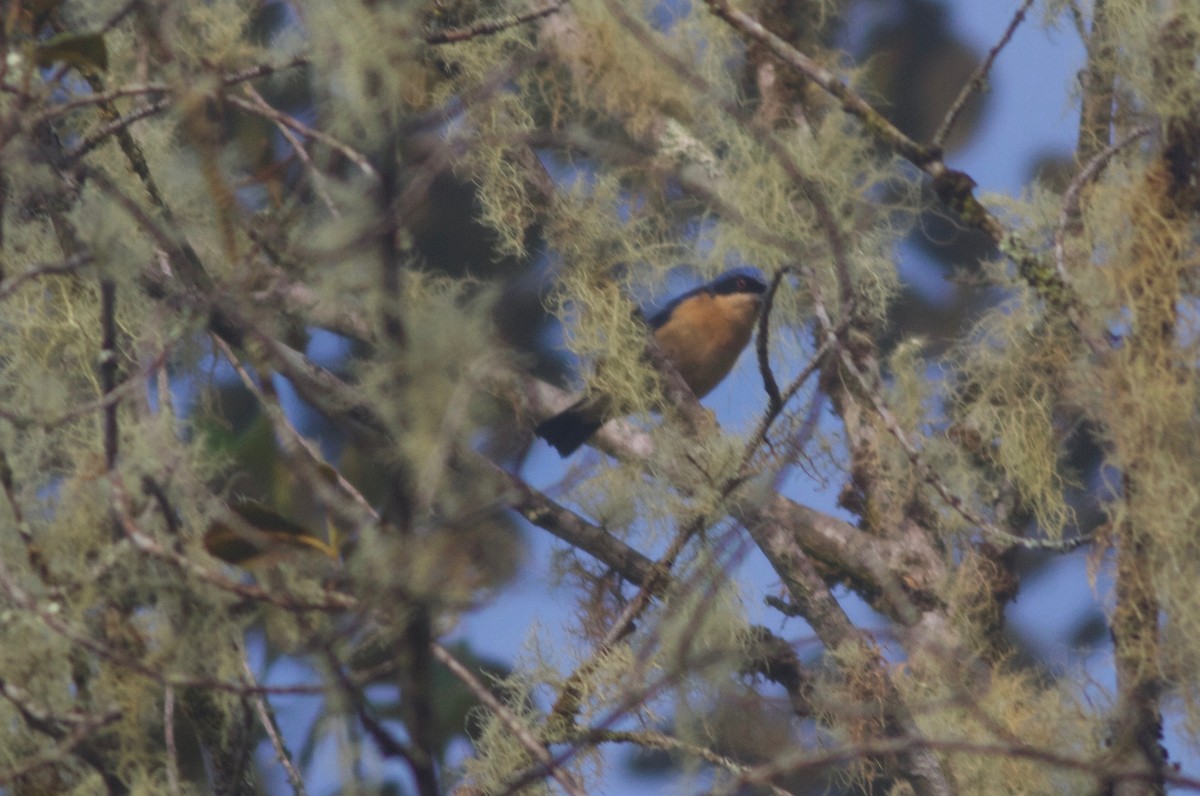 Fawn-breasted Tanager - ML167564631