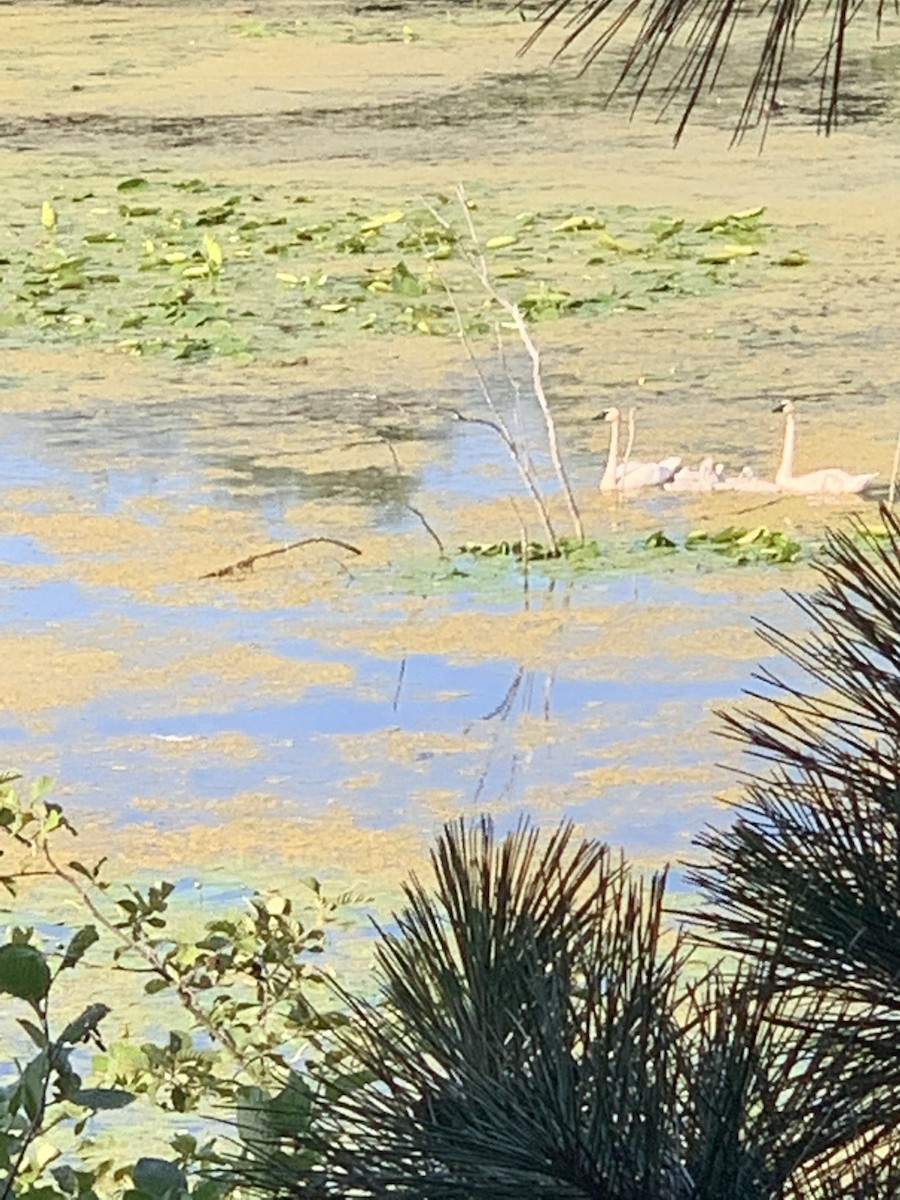 Trumpeter Swan - ML167565631
