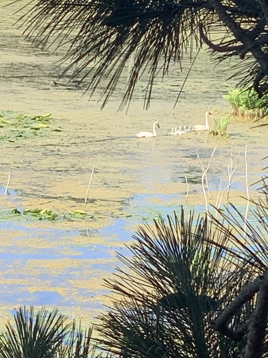 Trumpeter Swan - ML167565641