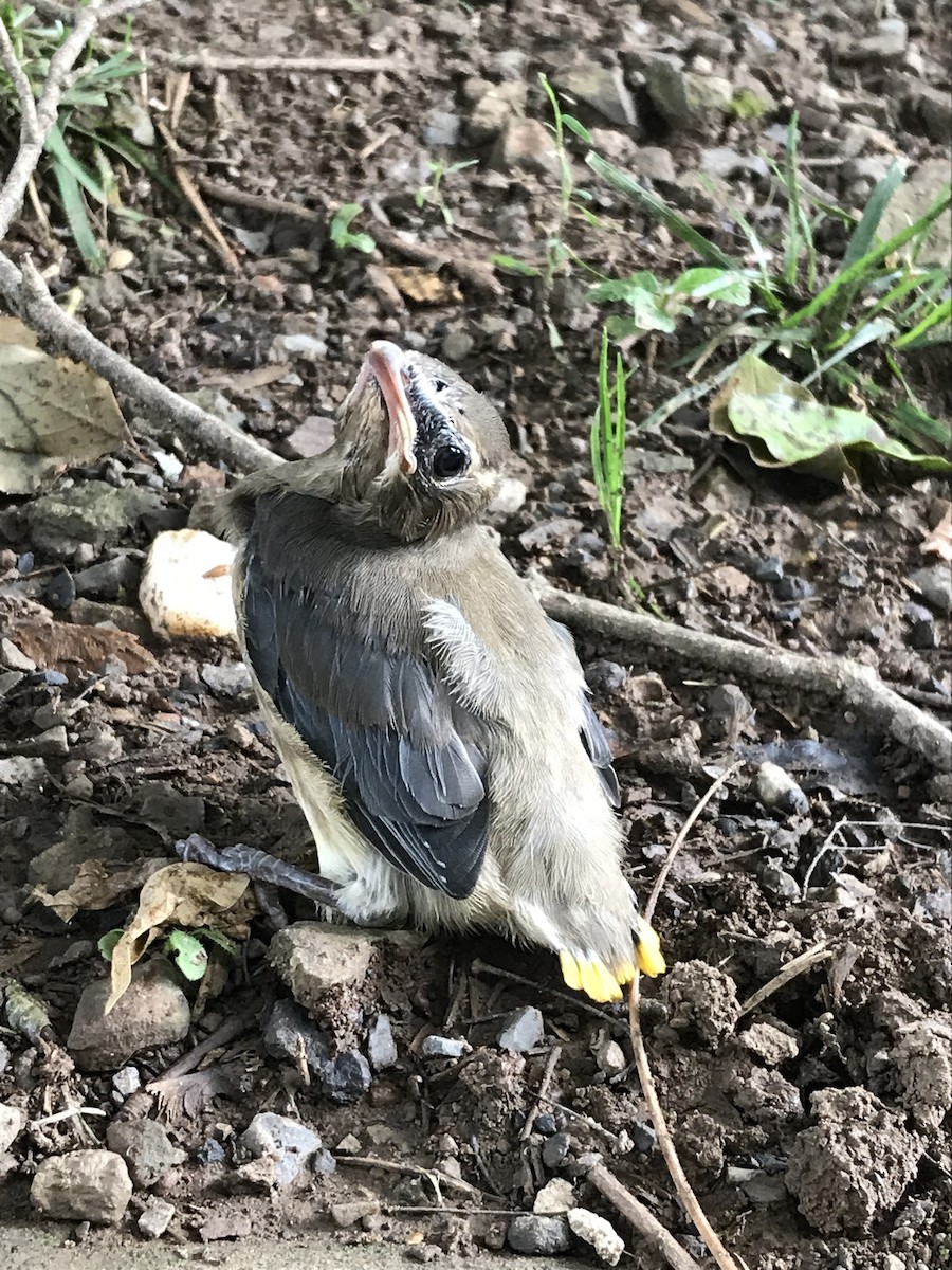 Cedar Waxwing - Chris Crowe
