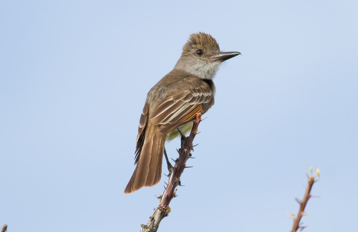 Brown-crested Flycatcher - Nick Pulcinella