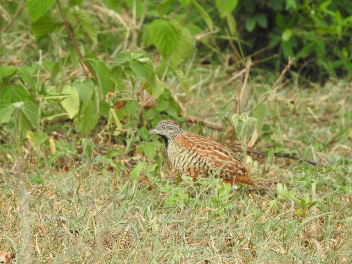 Barred Buttonquail - ML167568031