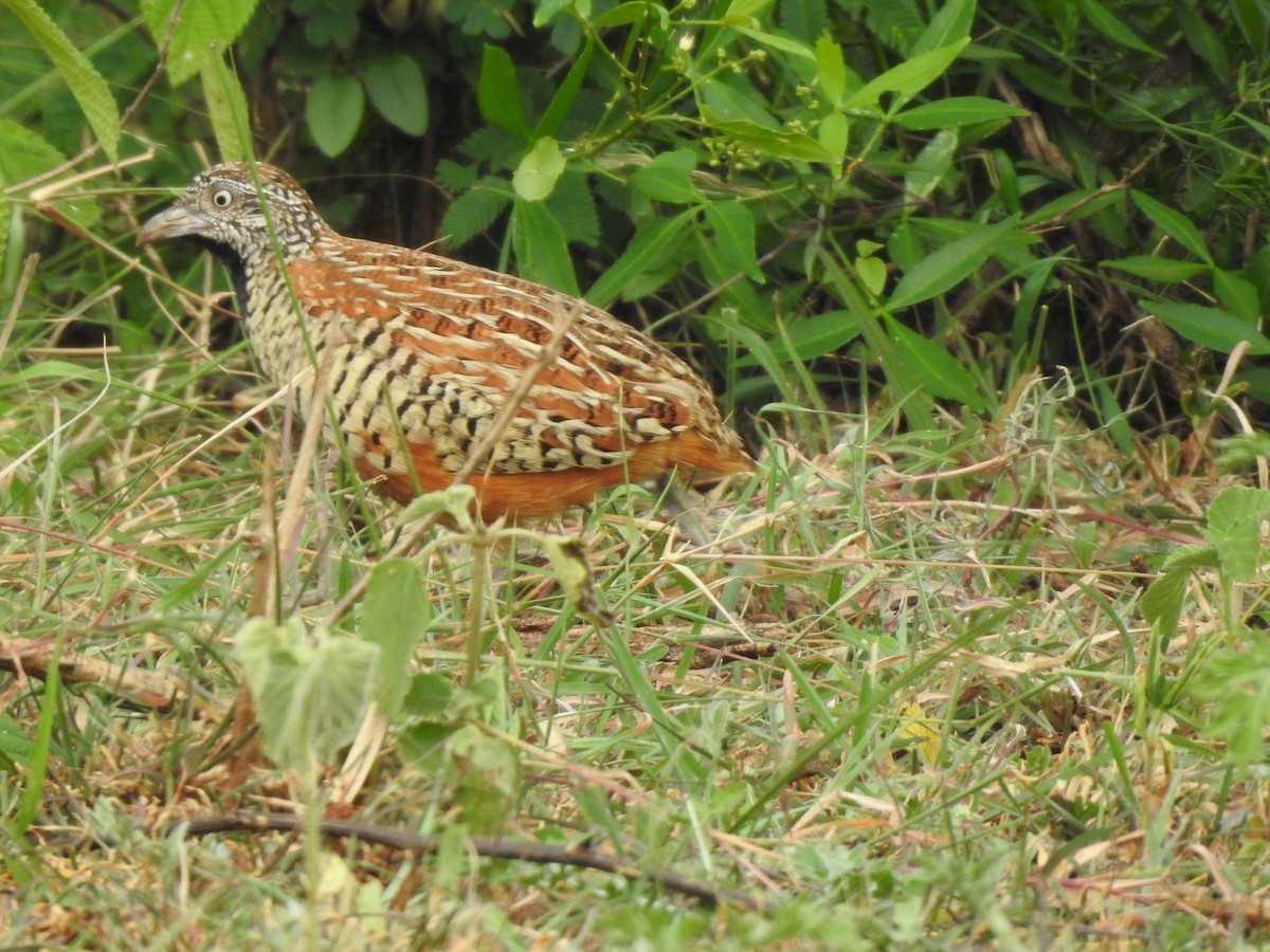 Barred Buttonquail - Arulvelan Thillainayagam