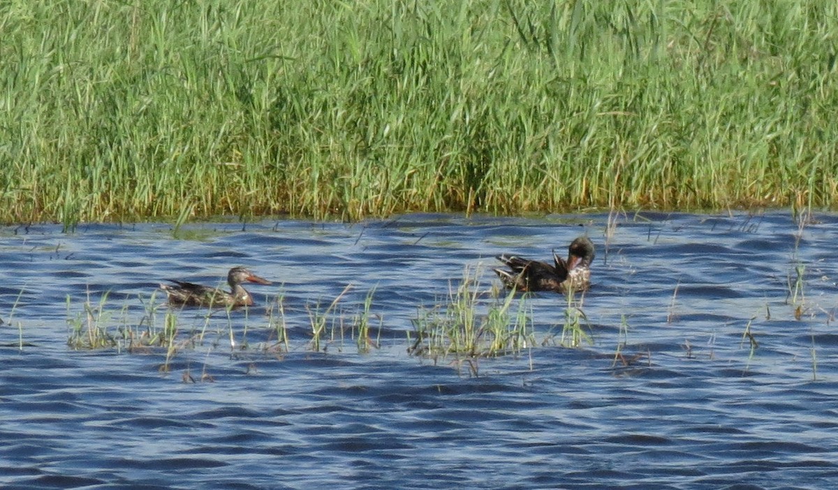 Northern Shoveler - ML167568391