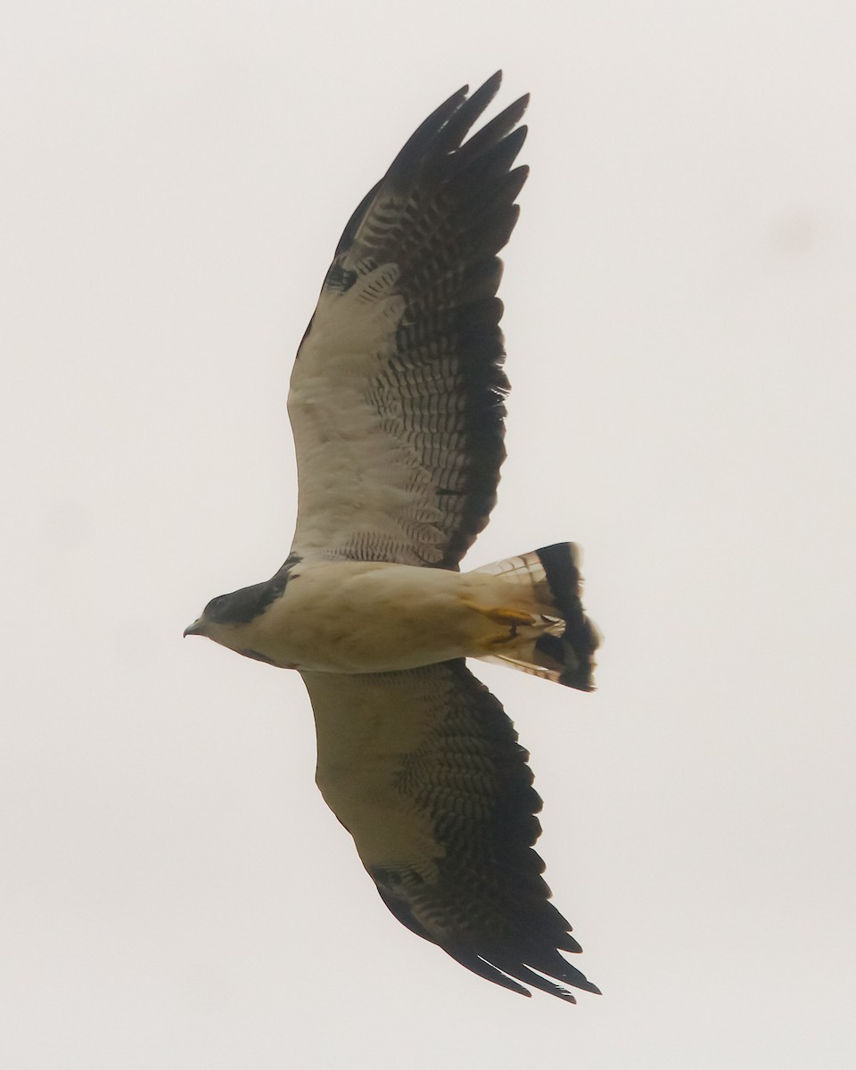 White-tailed Hawk - ML167568401